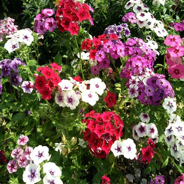 Phlox Mixed Seeds (20 seed---