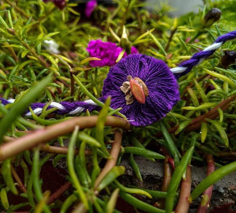 Plantable Rakhi (1pc)
