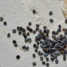 Poppy California Seeds (10 seeds)---