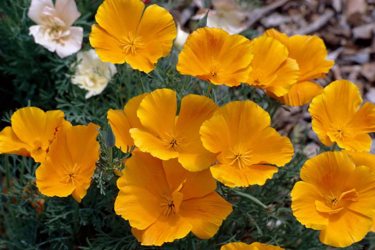 Poppy California Seeds (10 seeds)-1