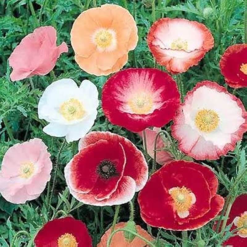 Poppy Double Mix Seeds (30 seeds)--1
