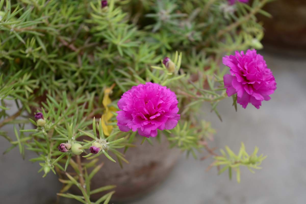 Portulaca Mixed Seeds (100seeds)-