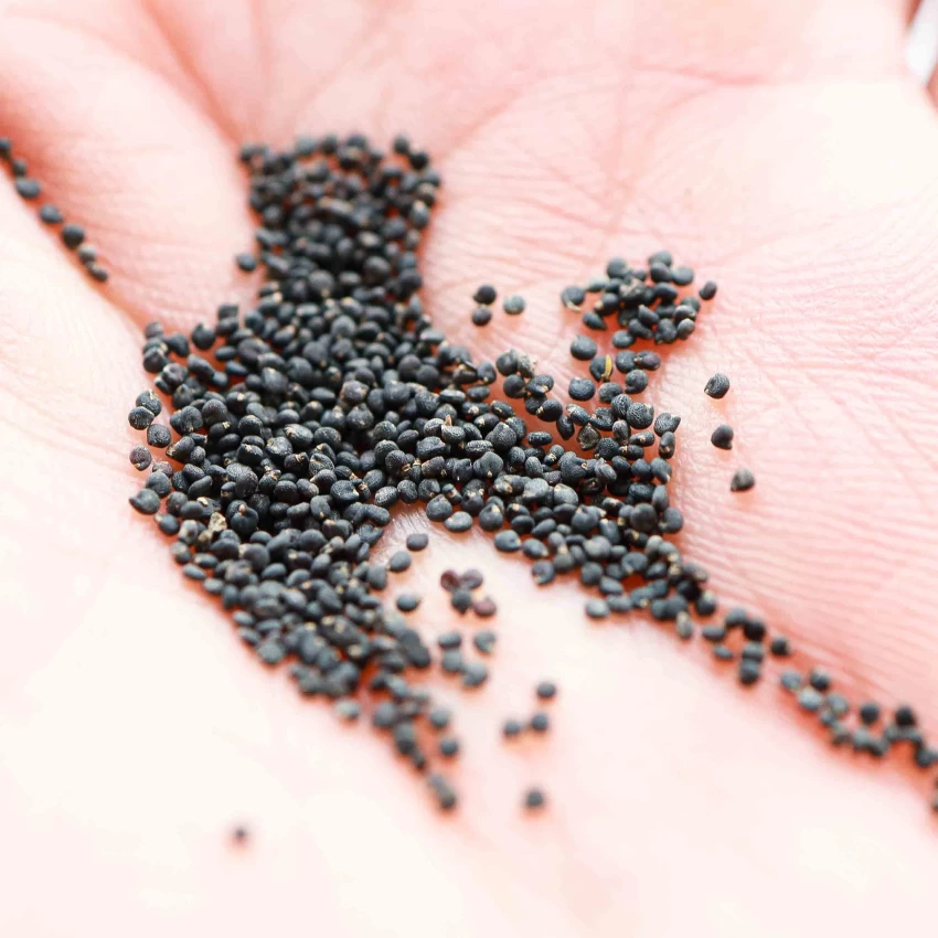 Portulaca Mixed Seeds (100seeds)--