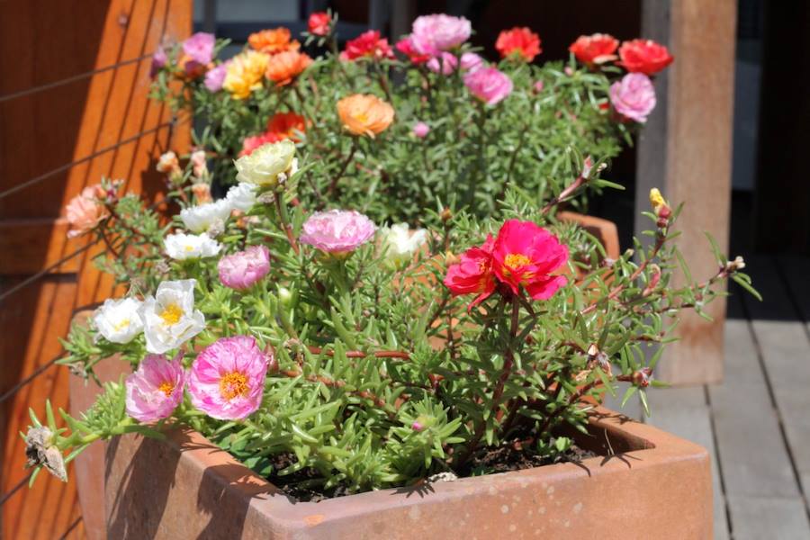 Portulaca plant--2