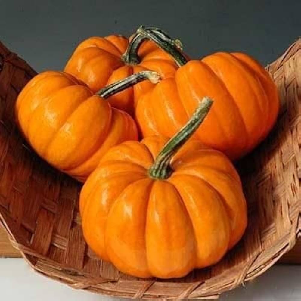 Pumpkin Seeds (5 seeds)--