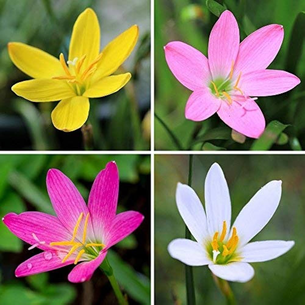 Rain Lily Mixed Bulb (1pc)-