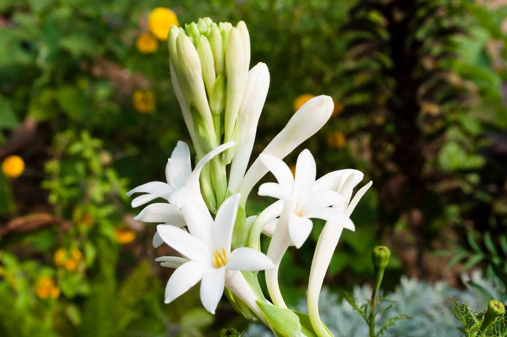 Rajnigandha Bulb (1pc)-