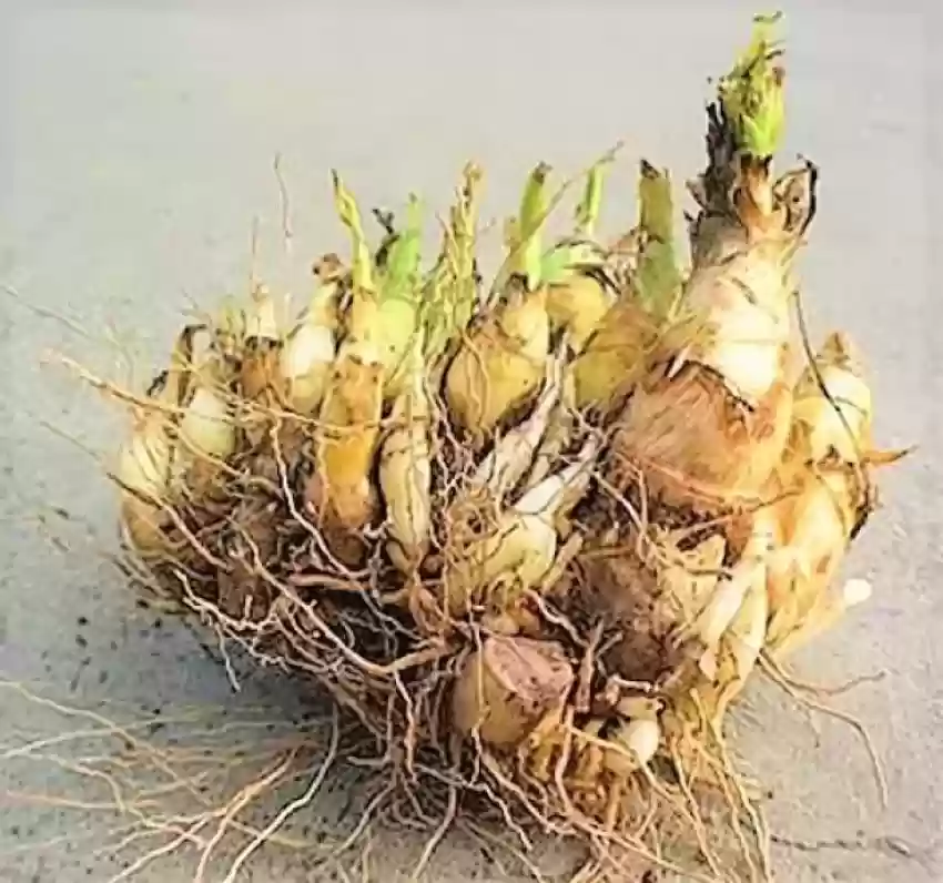 Rajnigandha Bulb (1pc)--