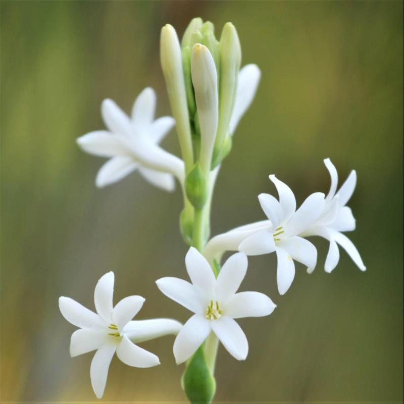 Rajnigandha, Tuberose -