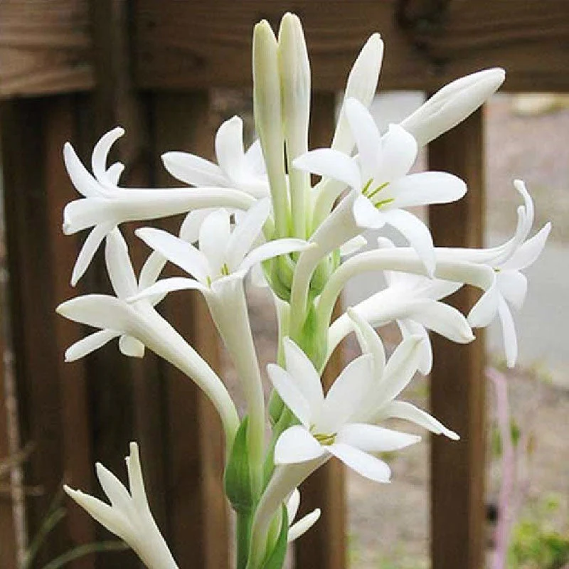 Rajnigandha, Tuberose - Bulbs (set of 10)