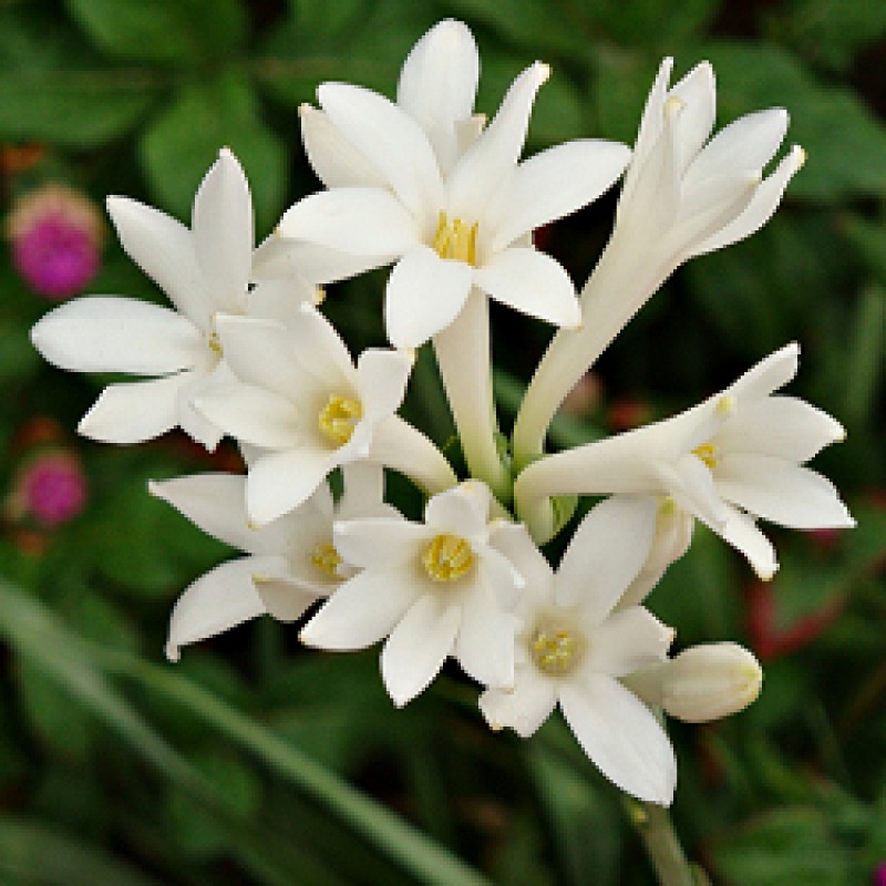 Rajnigandha, Tuberose