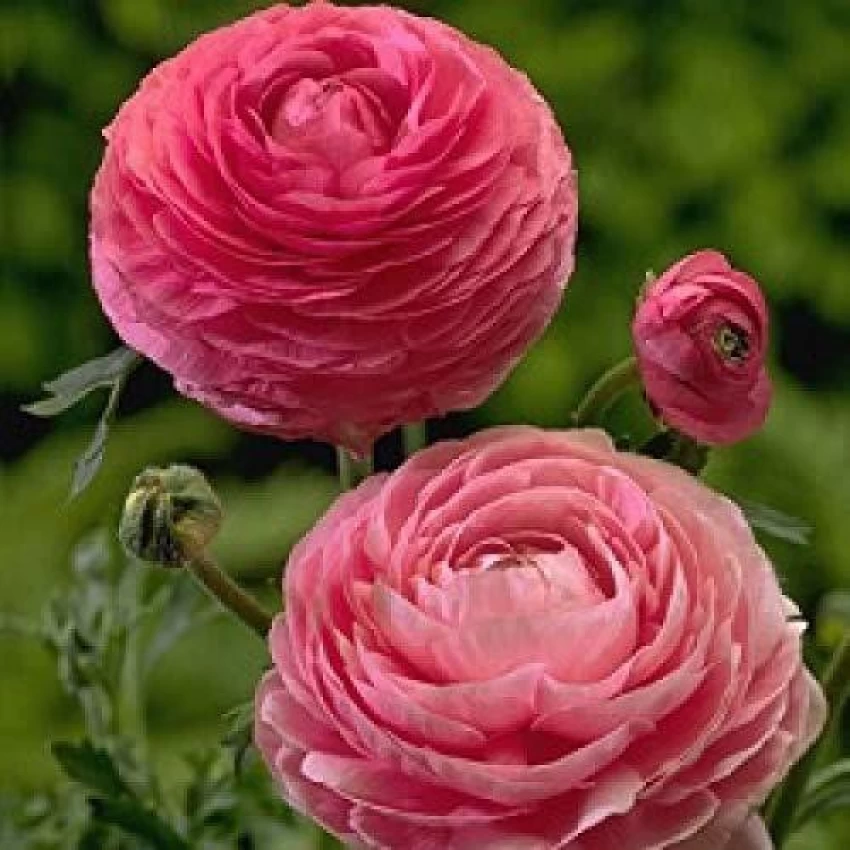 Ranunculus (Pink) - Bulbs (set of 5)