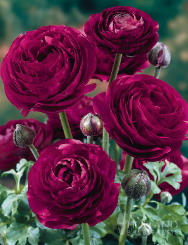 Ranunculus (Purple) - Bulbs--