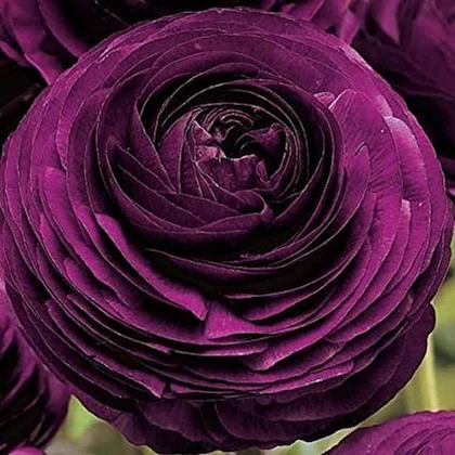 Ranunculus (Purple) - Bulbs