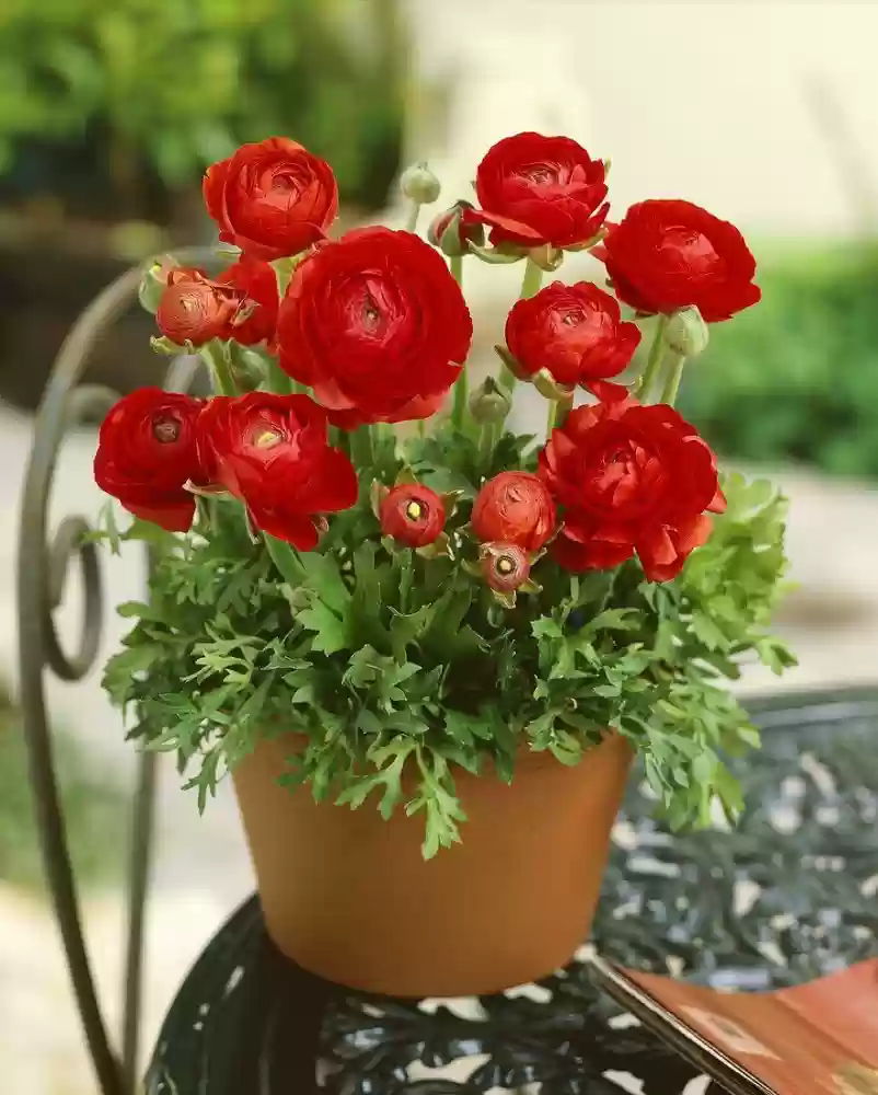 Ranunculus (Red) - Bulbs--