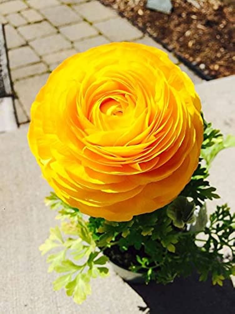 Ranunculus (Yellow) - Bulbs (set of 5)