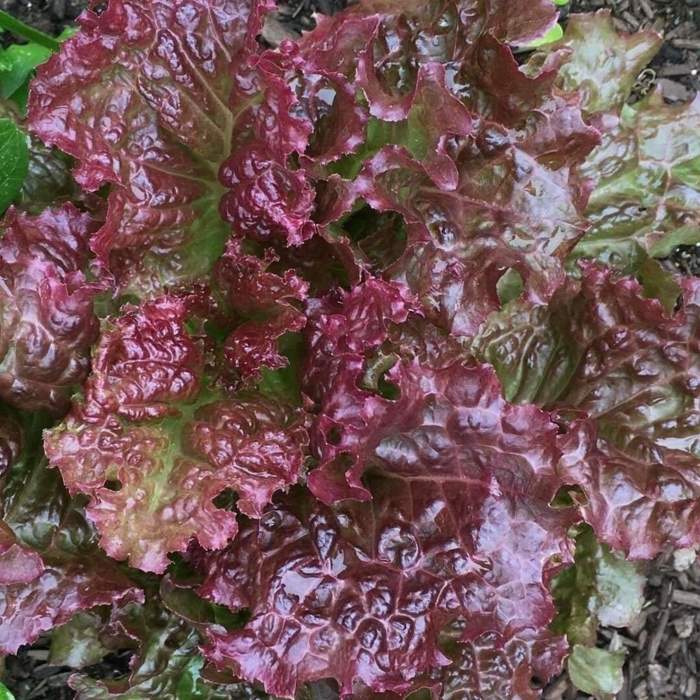Red Lettuce Seeds (10 seeds)-1