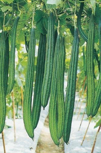 Ridge Gourd Seeds (5 Seeds)-1