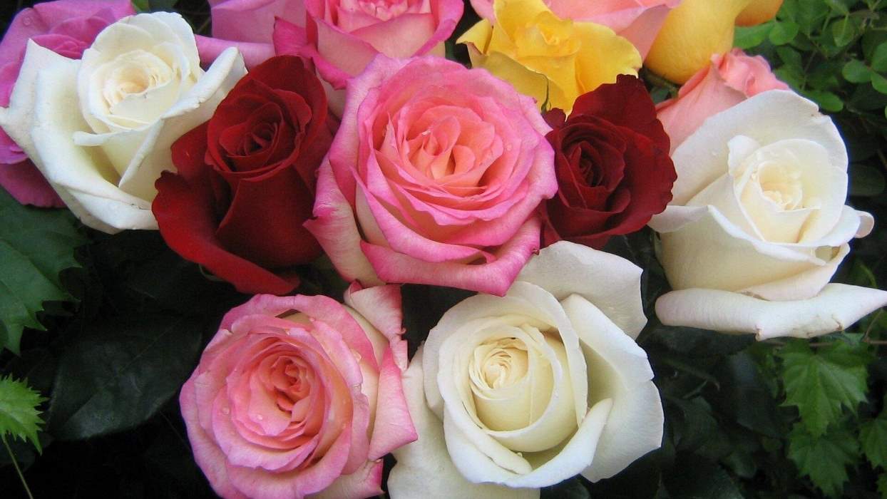 Rose Seeds (5 seeds)---