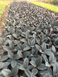 Rubber Plant Sapling (1pc)---