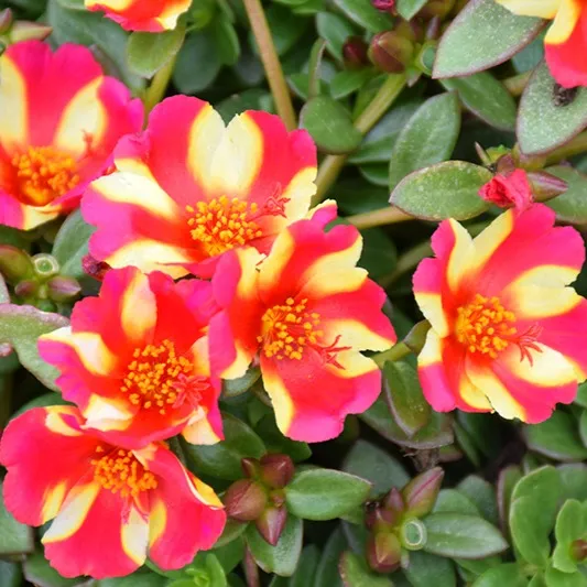 STEPPING DOWN A SAPLINGPortulaca plant-1