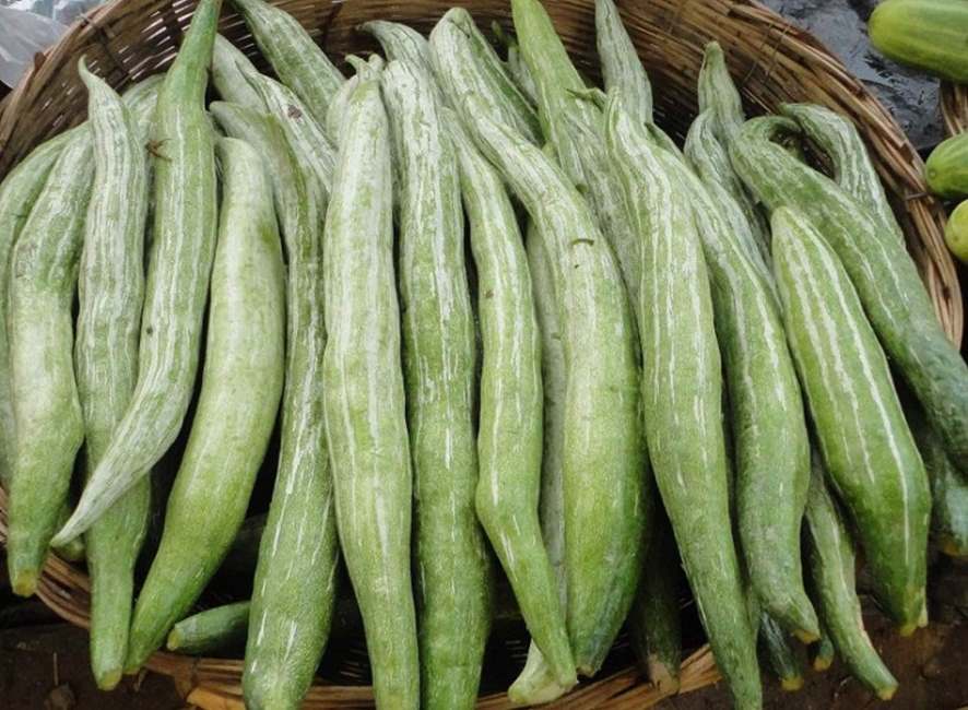 Snake Gourd Seeds (5 Seeds)--2