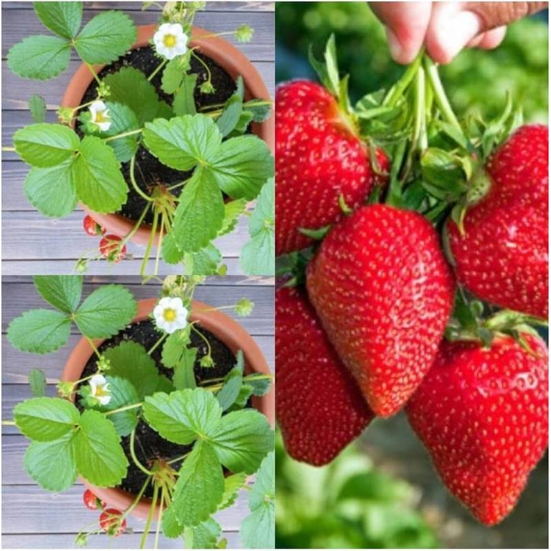 Strawberries Plant Sapling (1pc)-1