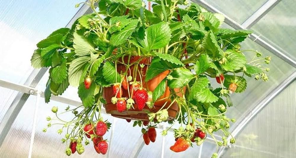 Strawberry -2