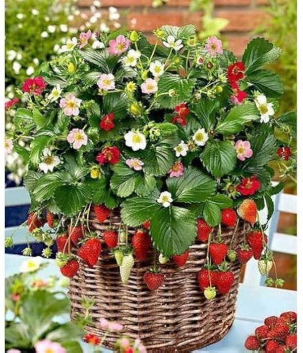Strawberry Seeds (25 Seeds)--1