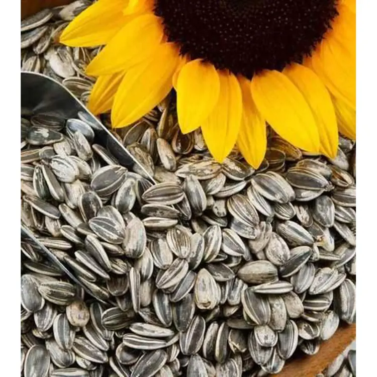 Sunflower Tall Seeds (20 seeds)--
