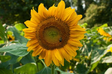 Sunflower Tall Seeds (20 seeds)