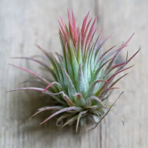 Tillandsia-Ionantha-Air-Plant