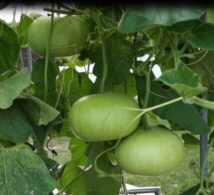 Tinda Seeds (4 seeds)-1
