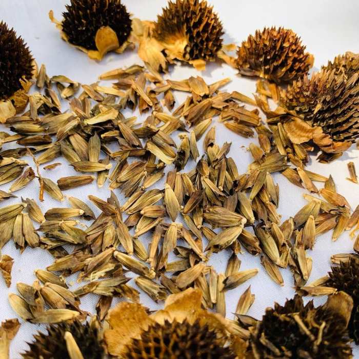 Tithonia Seeds (10 seeds)--1