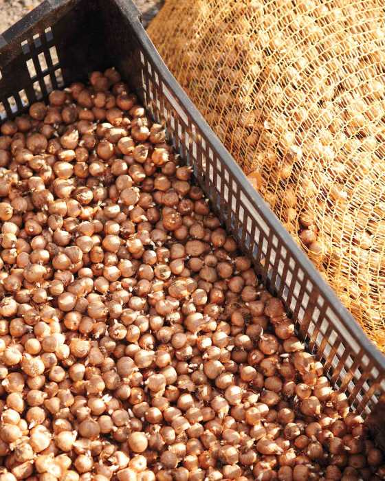 Tritonia Mix Flower Bulb---1