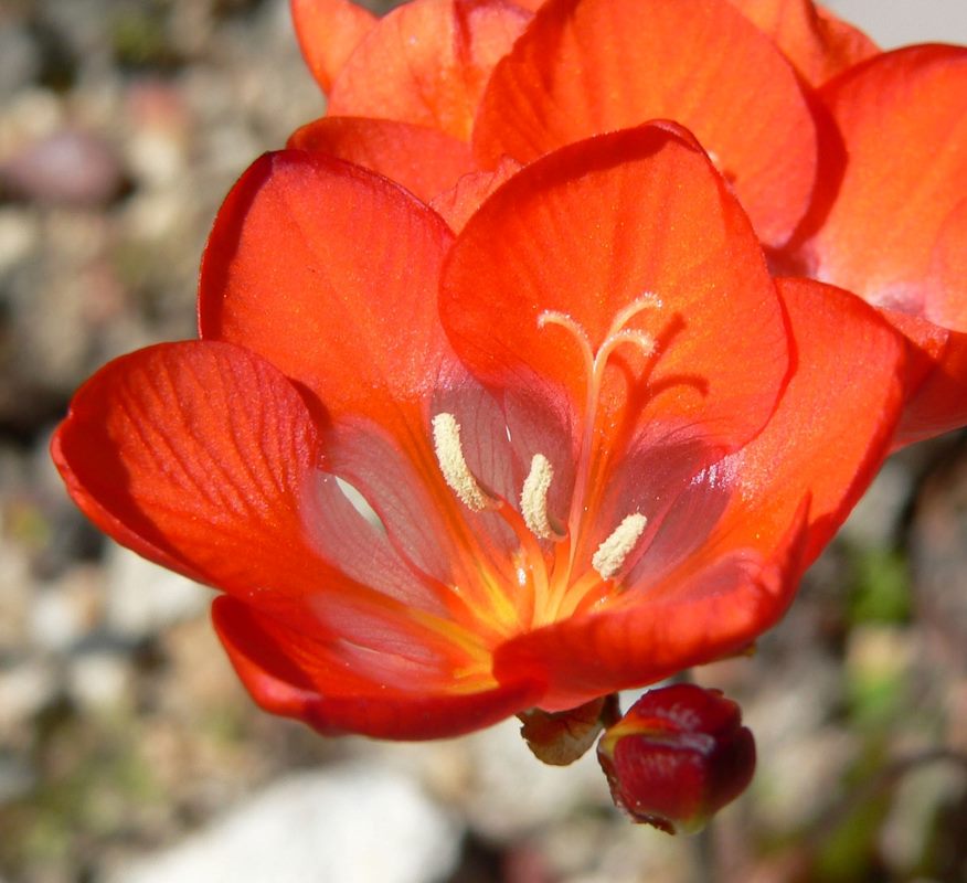 Tritonia Mix Flower Bulb (1pc)--