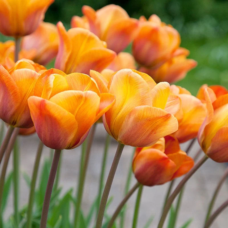 Tulip Annie Schilder (Orange) - Bulbs (set of 5)