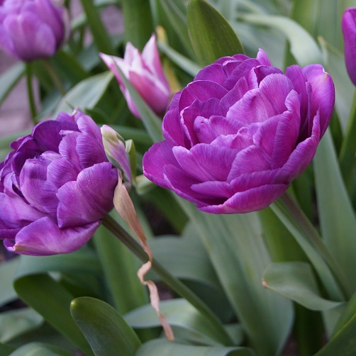 Tulip Diamond (Purple) - Bulbs (set of 5)