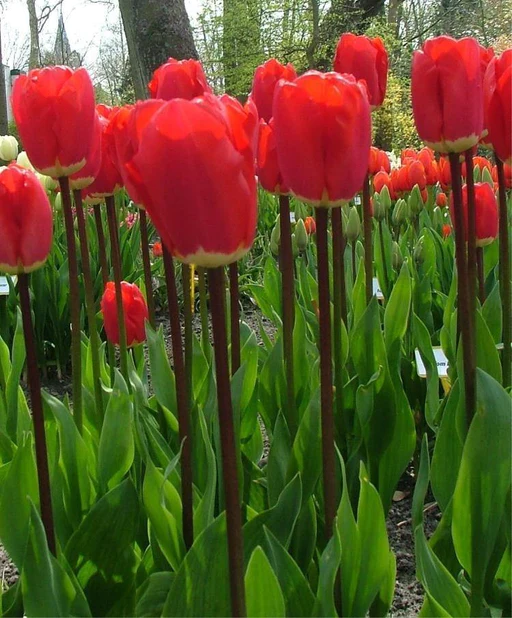 Tulip Fusor (Red)