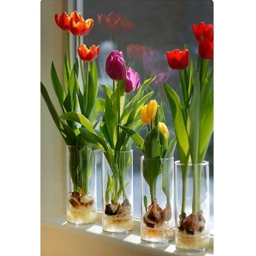 Tulip Mix Flower Bulb--1