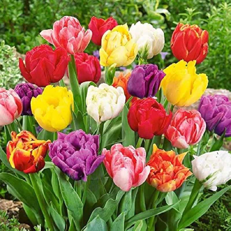 Tulip Mix Flower Bulb---2