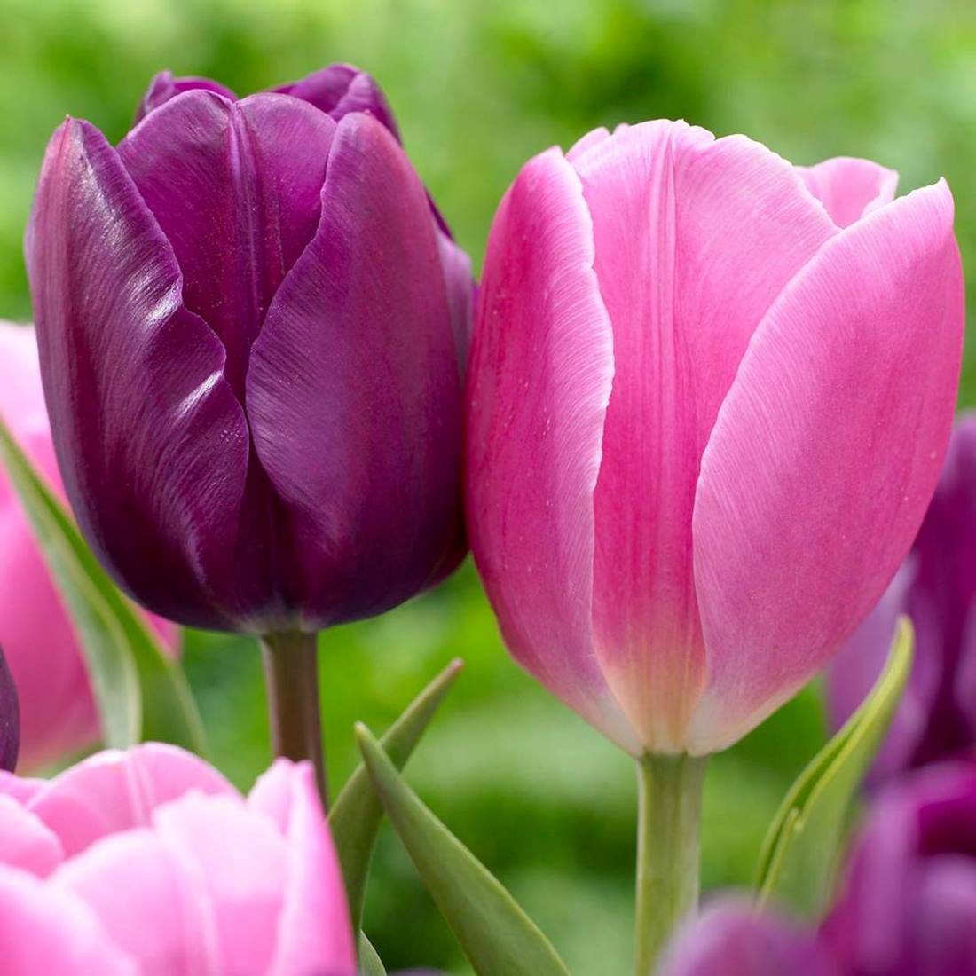 Tulip Negrita (Magenta)
