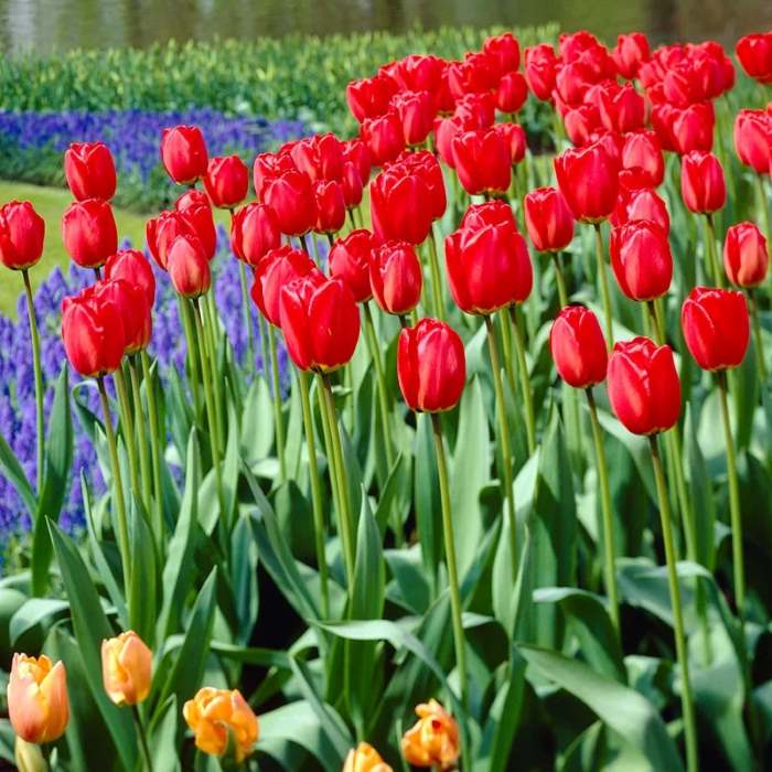 Tulip Parade (Red) - Bulbs (set of 5)--