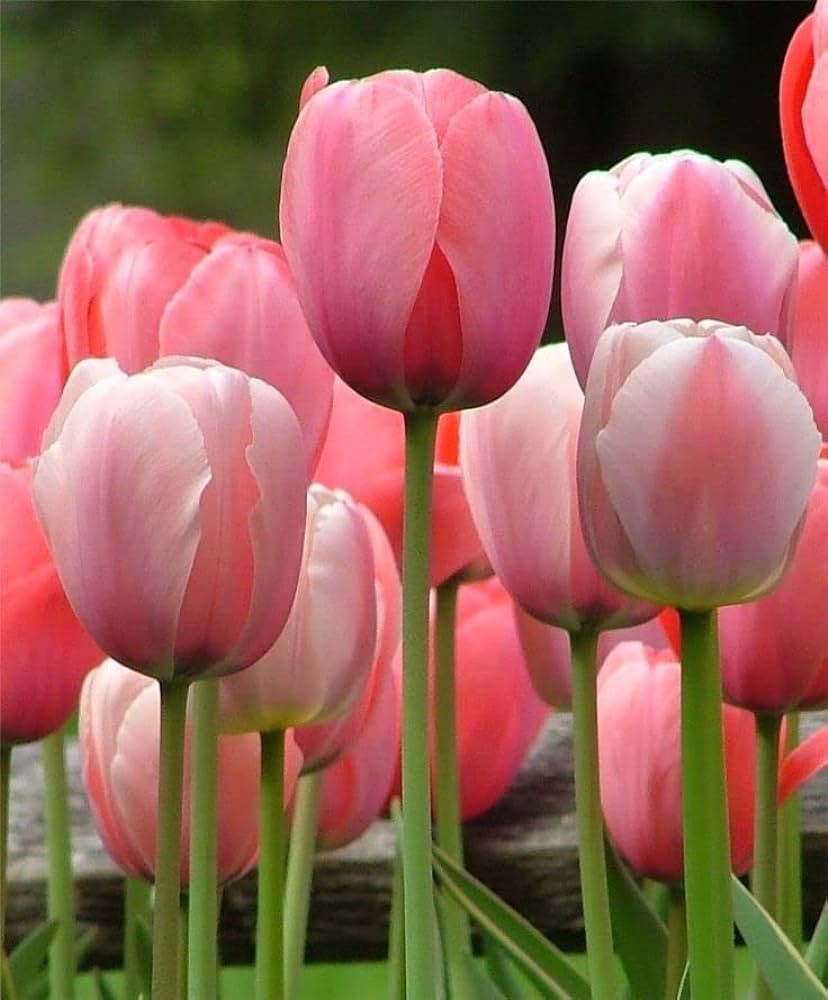 Tulip (Pink) - Bulbs (set of 5)