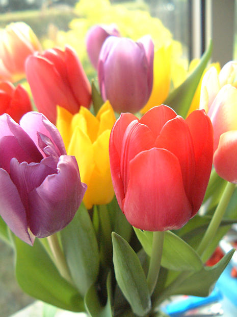 Tulip (Random Color) - Bulbs