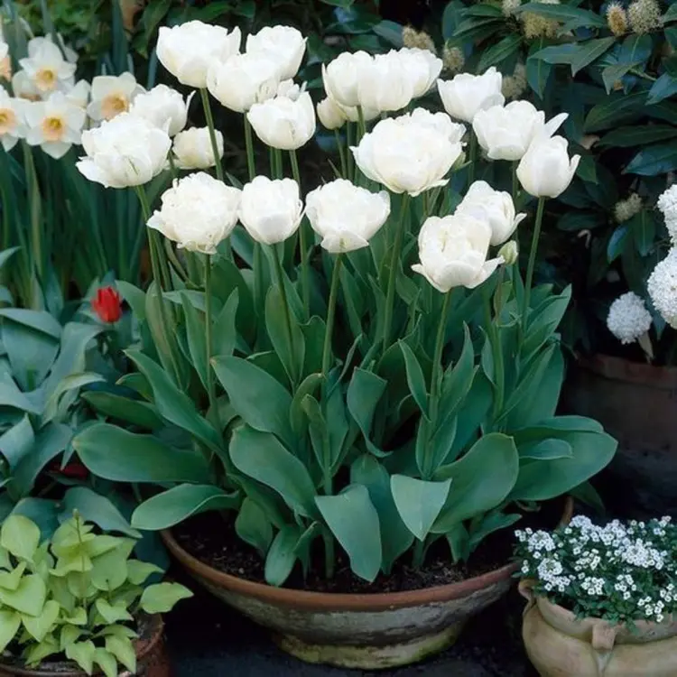 Tulip Royal Virgin (White) - Bulbs
