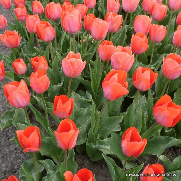 Tulip Van Eijk (Pink)