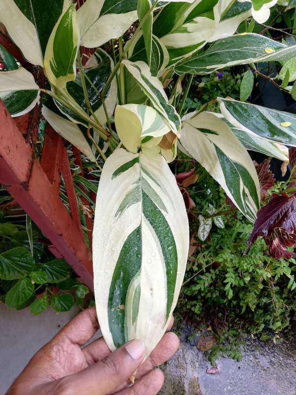 Variegated Arrow Root, Maranta arundinacea - Bulbs (set of 5)--