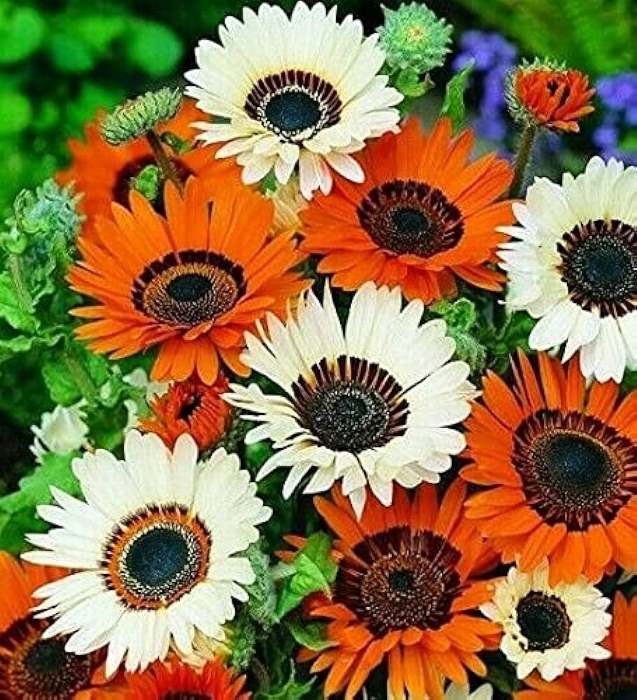 Venidium Orange Seeds (20 seeds)--1