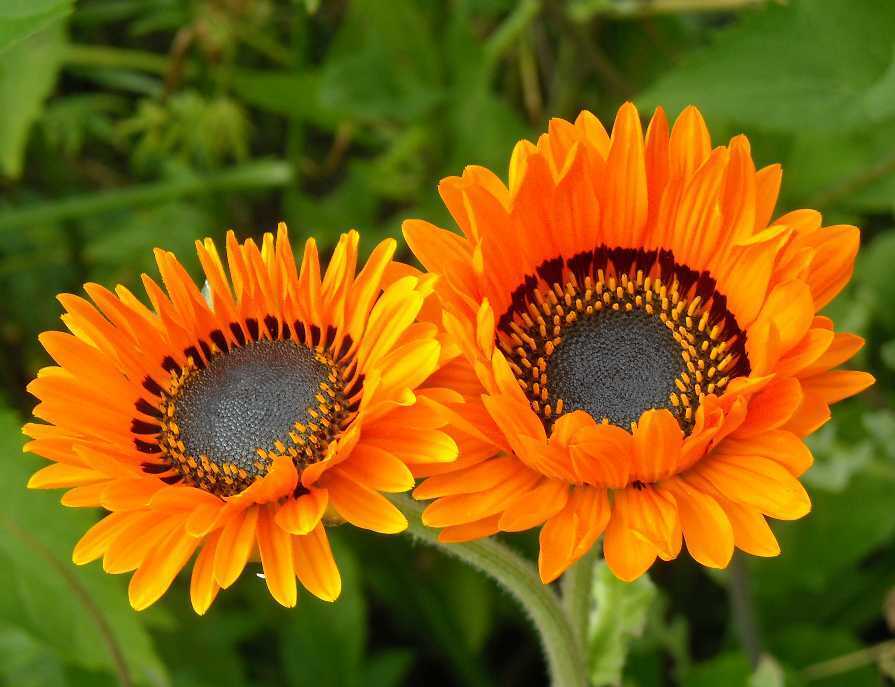 Venidium Orange Seeds (20 seeds)